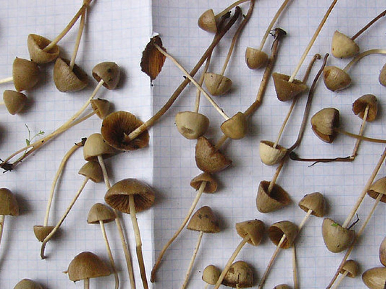 Полиция ликвидировала в Запорожье лабораторию по выращиванию галлюциногенных грибов (ФОТО)