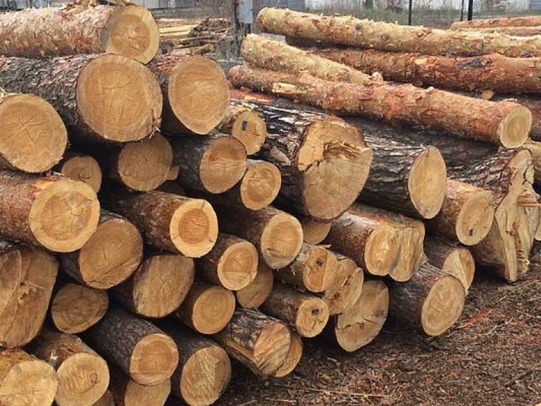 В сети показали, как уничтожается лес на Ивано-Франковщине (ФОТО)