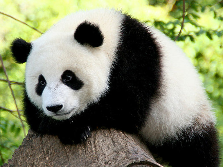 Большая панда из китайского зоопарка вступила в борьбу с наглым парнем (ВИДЕО)