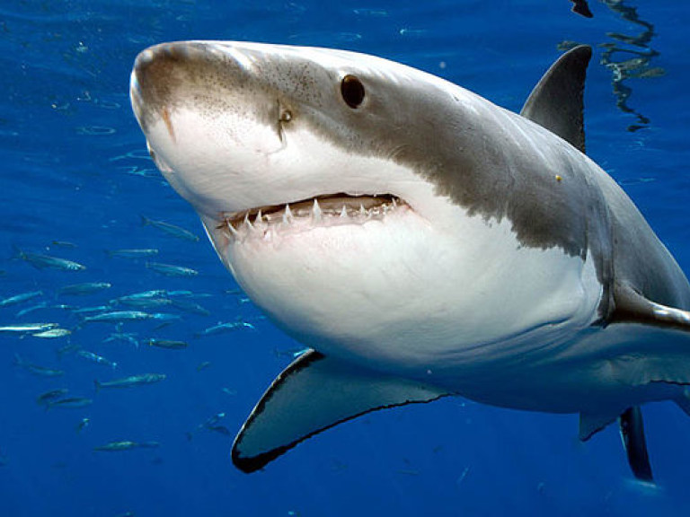 Водолазу удалось  прогнать белую акулу видеокамерой (ВИДЕО)