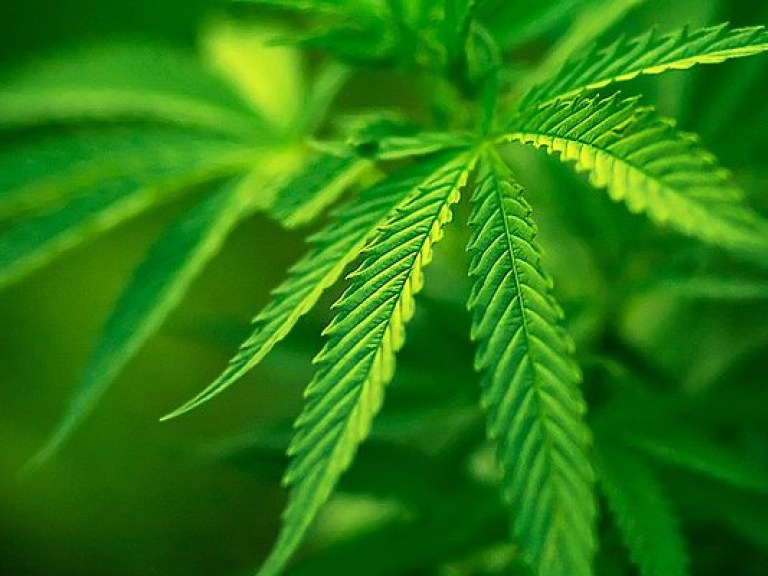 В Калифорнии легализовали марихуану