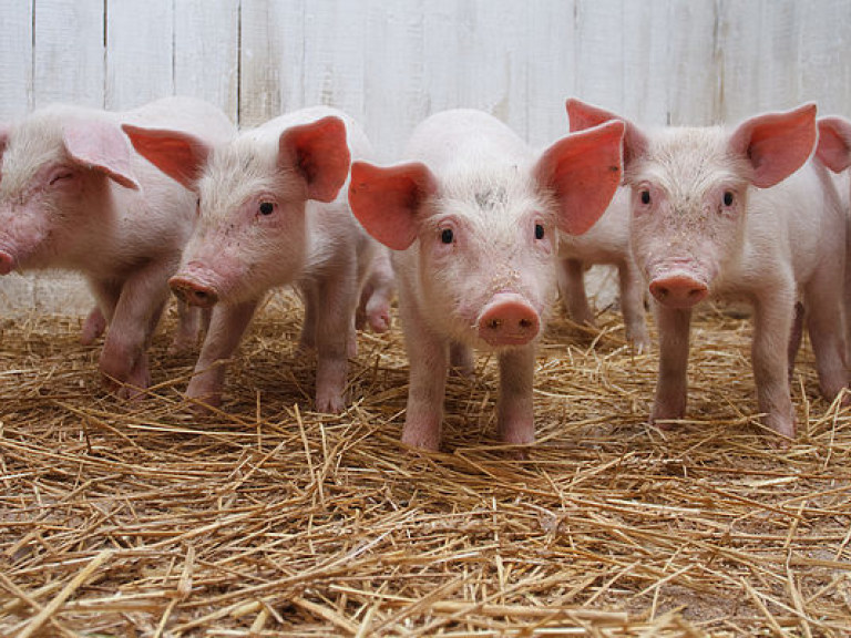 В Хмельницкой области зарегистрировали очередную вспышку африканской чумы свиней