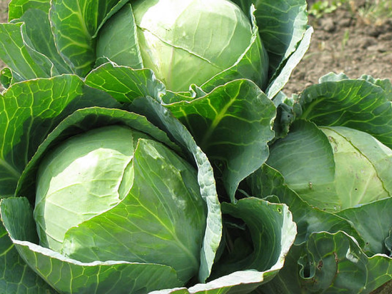 Врач: редька и капуста помогут укрепить иммунитет в холода