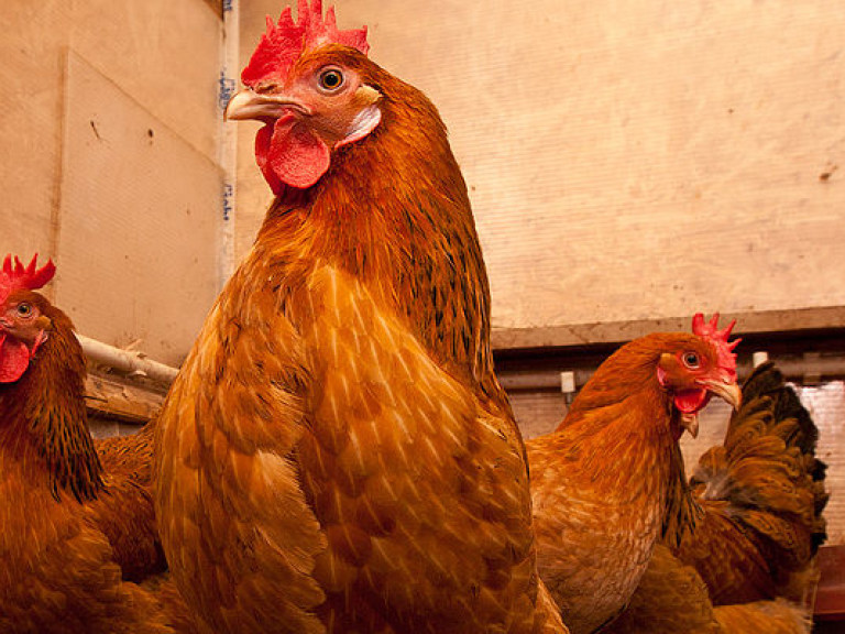В Украине запретили ввоз курятины из Австрии