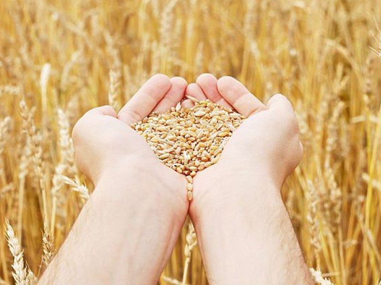 Украинские аграрии экспортировали около 17 тонн зерновых