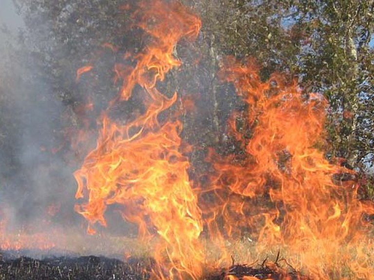 В Израиле сильный пожар, из Хайфы эвакуированы 50 тысяч человек (ФОТО, ВИДЕО)