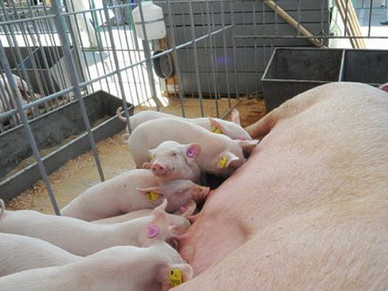 Африканская чума свиней добралась до Черкасской области