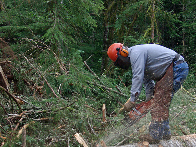 Харьковских чиновников заподозрили в незаконной вырубке леса