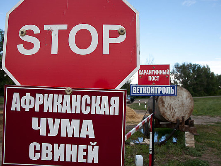 Африканская чума свиней нанесла ущерб украинской экономике на сумму более миллиарда гривен