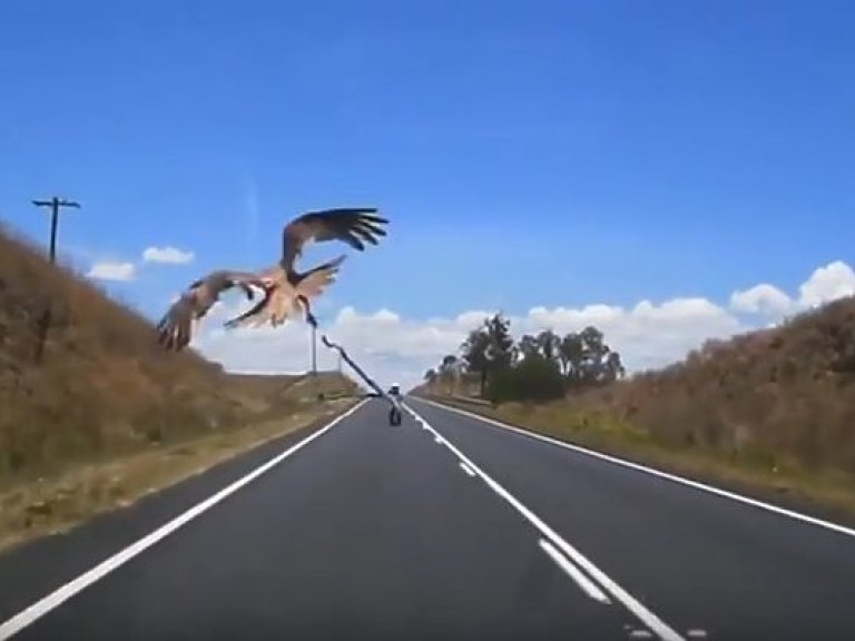 В Австралии хищная птица бросила живую змею на автомобиль