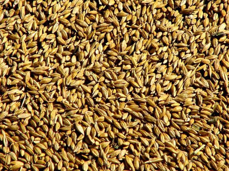 Минагропрод прогнозирует рост производства зерновых до 100 миллионов тонн в год