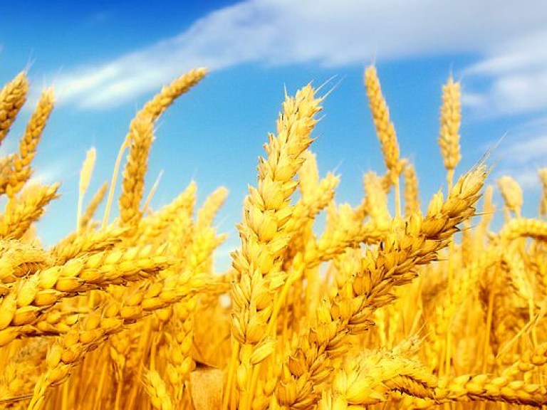 40% экспорта Украины составила аграрная продукция