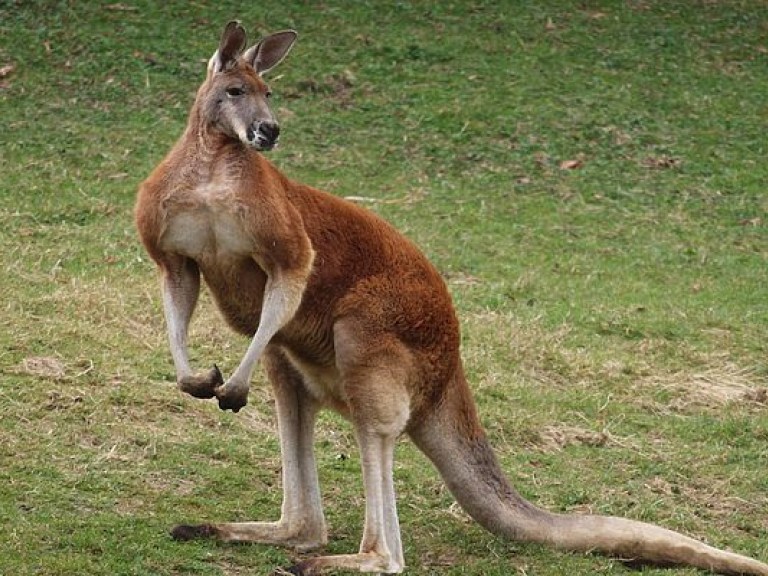 Австралиец вступился за пса, на которого напал кенгуру (ВИДЕО)