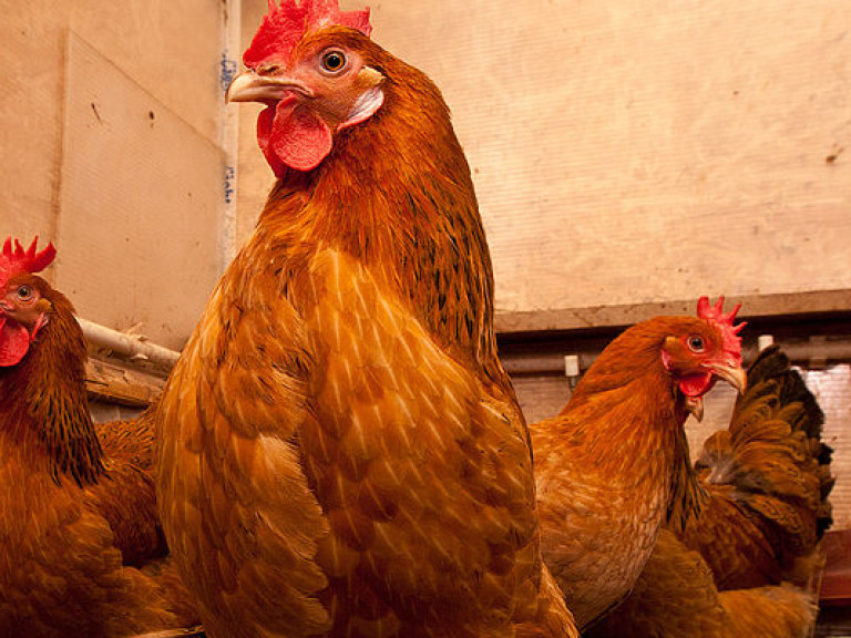 ЕС запретил импорт украинского мяса птицы из-за вспышки гриппа