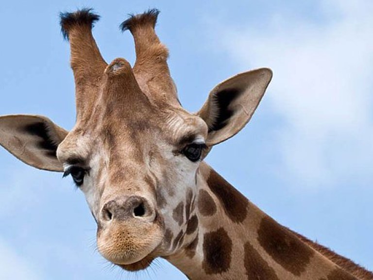 Международный союз охраны природы заявил о вымирании жирафов