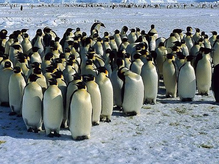 В канадском зоопарке семь пингвинов утонули от страха