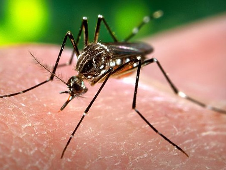 ВОЗ заявила о необходимости всемирного контроля над распространением малярии