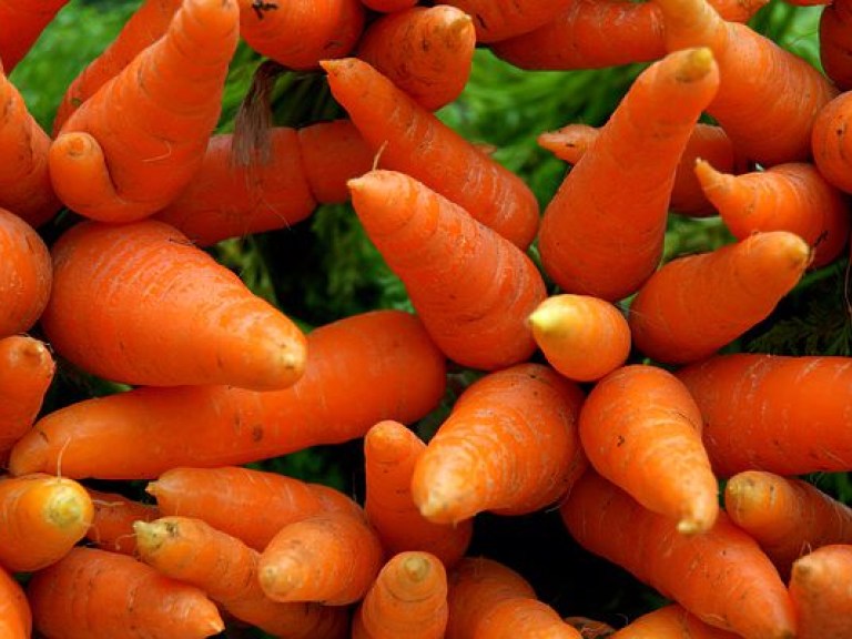 Сырая морковь помогает выводить токсины из организма — медики