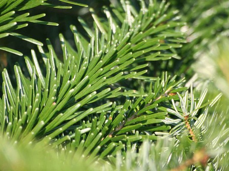 В Риме установили «самую уродливую» елку в мире