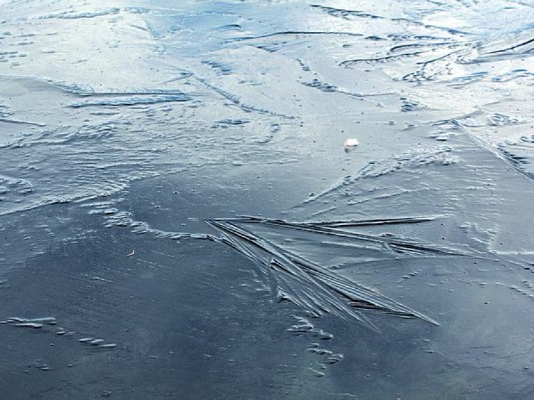 В Херсонской области спасли примерзшую ко льду стаю лебедей