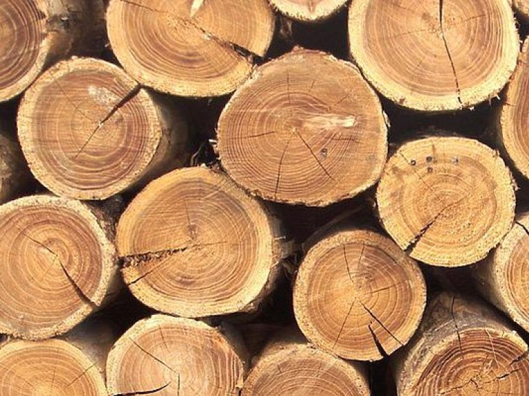 В Тернопольской области обнаружили незаконную вырубку леса на свыше 2 миллиона гривен
