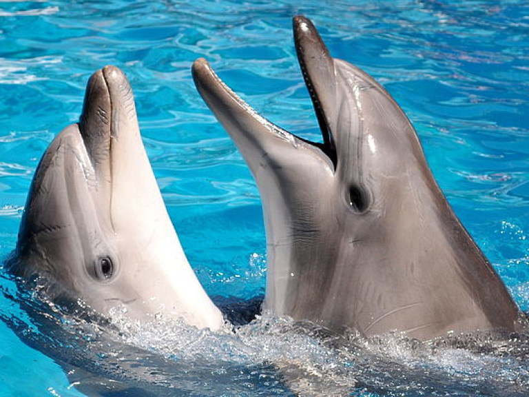 В Бенгальском заливе обнаружены уникальные дельфины