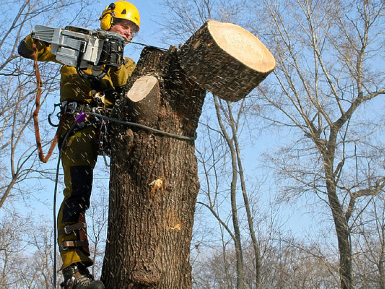 В Киеве во время обрезки деревьев погиб рабочий