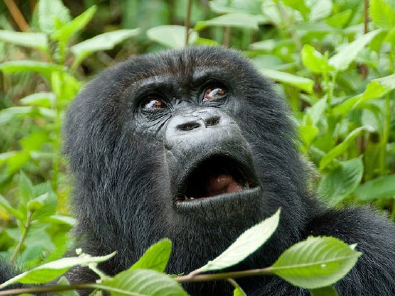 Биологи рассказали о «серой зоне» природы