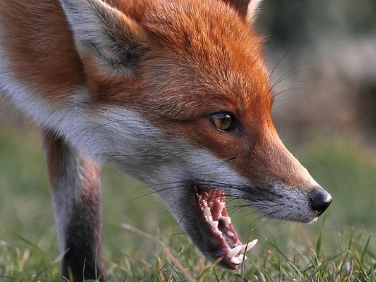 В Ровенской области из-за мертвой лисы объявили карантин на 60 суток