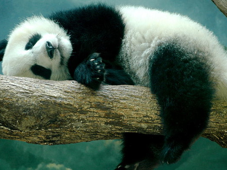 В Китае панда сломала мужчине обе руки