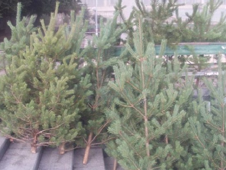 В Украине, как никогда, процветает черный рынок новогодних елок – эксперт