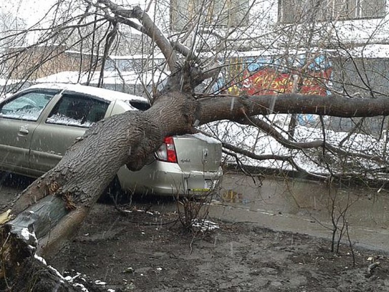 В Ровенской области упавшее дерево придавило насмерть мужчину