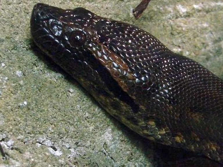 Австралийские зоологи сняли на видео трапезу змеи-каннибала (ВИДЕО)