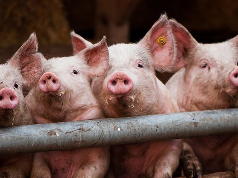 В Украине в течение 2016 года сократилось поголовье свиней, коров и птицы