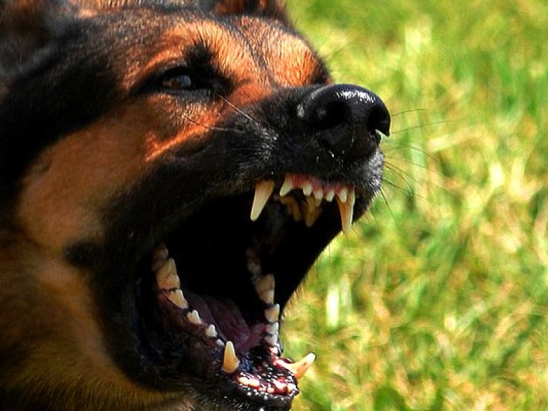 Собака в Хмельницком напала на гражданина Турции