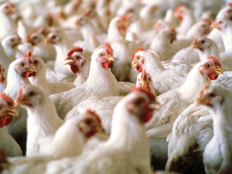 В Херсонской области на птицефабрике от голода умерли 80 тысяч куриц &#8212; СМИ (ФОТО)
