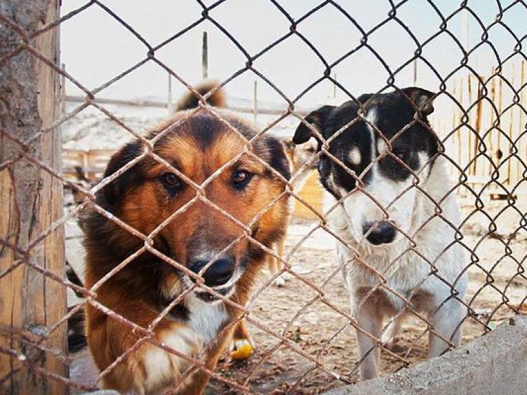 Скандал в Харькове: коммунальщиков обвиняют в массовом убийстве животных