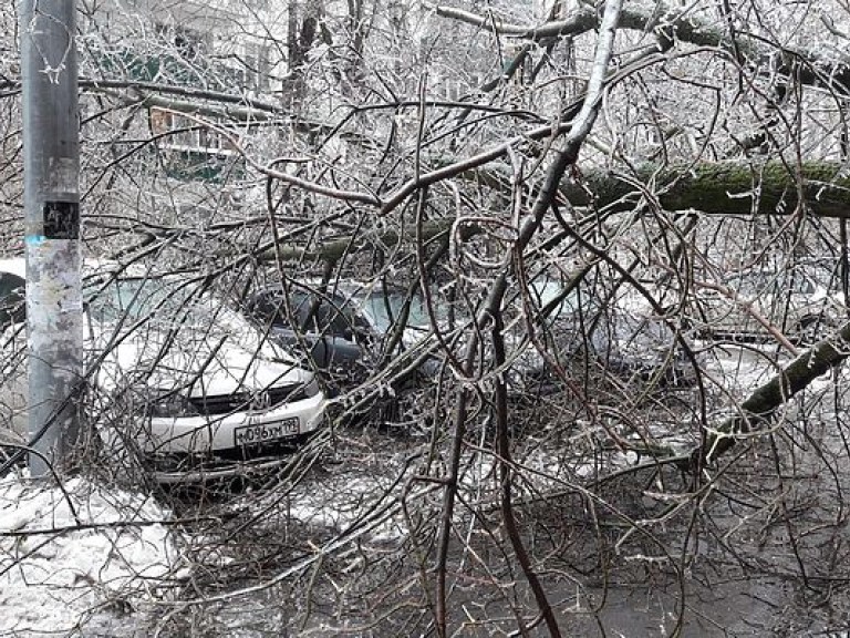 Мужчину в Ровенской области раздавило деревом
