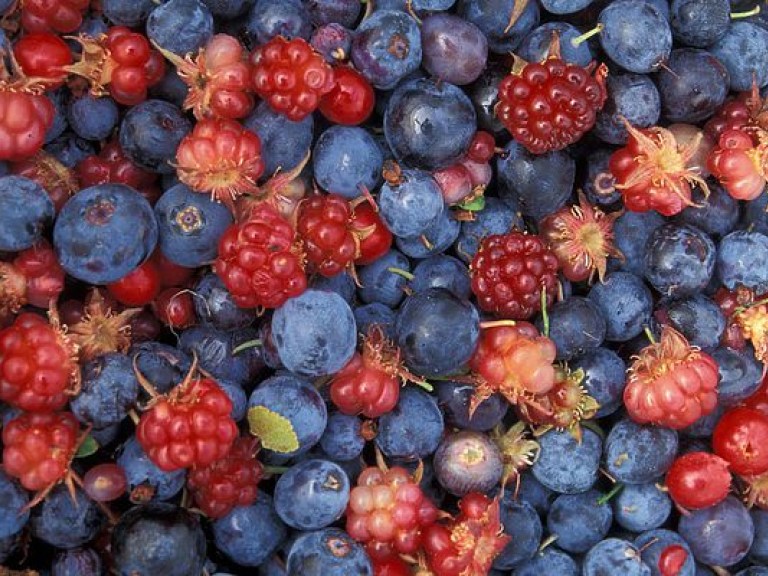 Лесные ягоды защищают от рака кишечника – исследование
