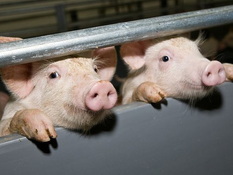 Новые вспышки чумы свиней зафиксированы в трех областях Украины