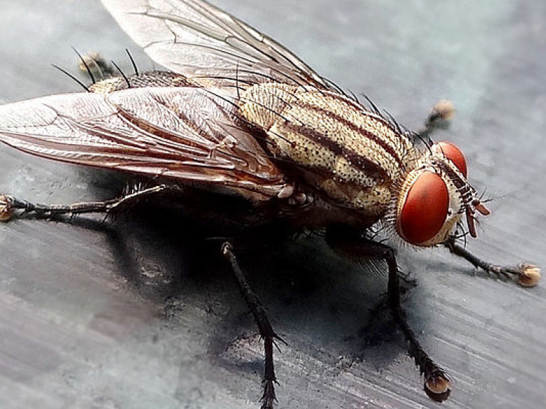 Китайские мухи являются разносчиками опасных супербактерий &#8212; исследование