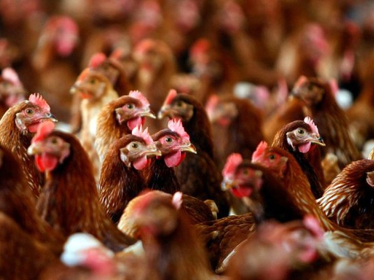 Молдова приостановила ввоз мяса птицы из Украины
