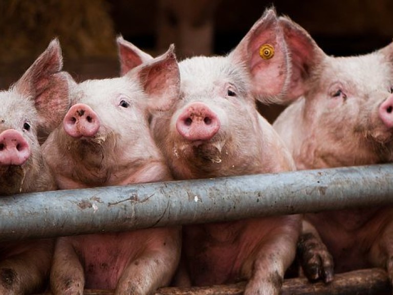 Поголовье свиней в Украине сократилось до 12-летнего минимума
