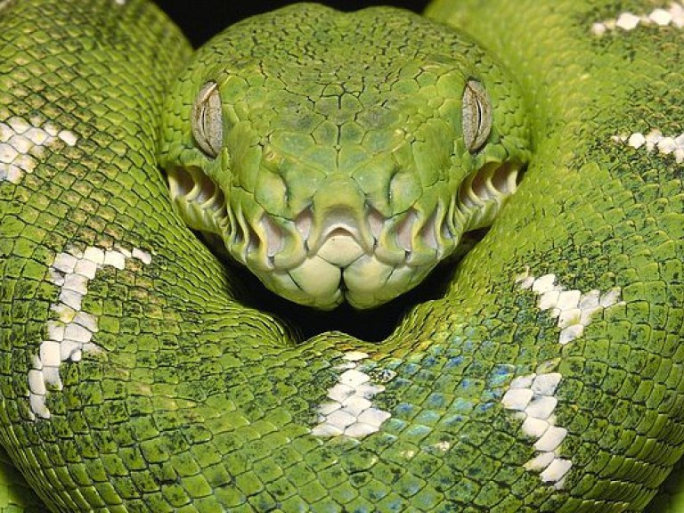 В Бразилии поймали самую редкую змею в мире (ВИДЕО)