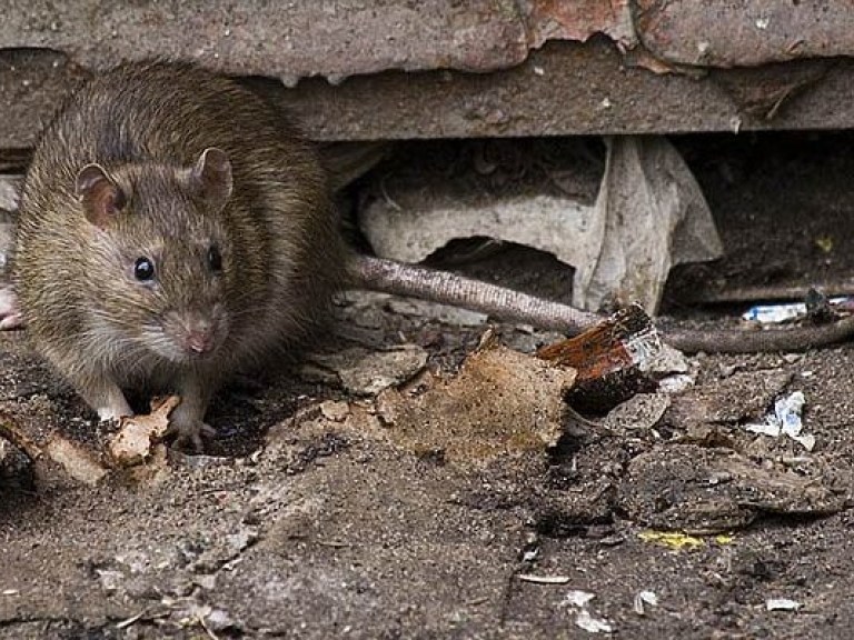 Власти Нью-Йорка созывают экстренное заседание из-за нашествия крыс