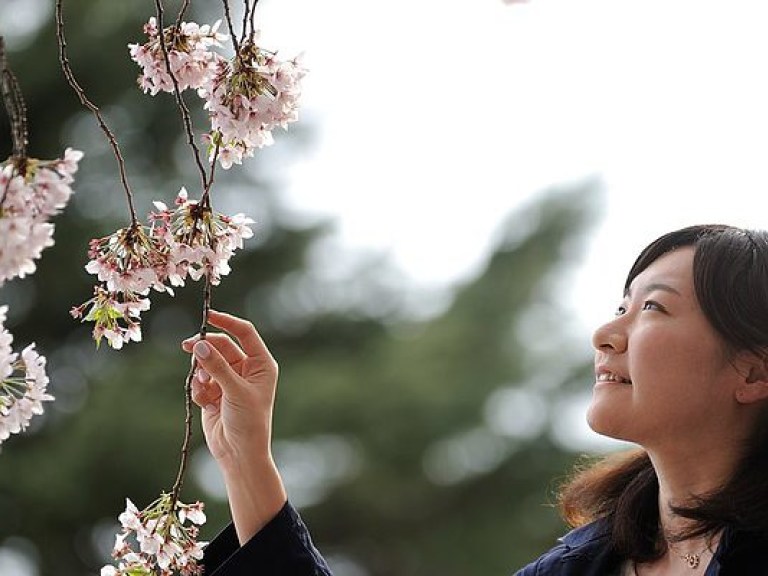 В Японии начали цвести ранние сакуры (ФОТО)
