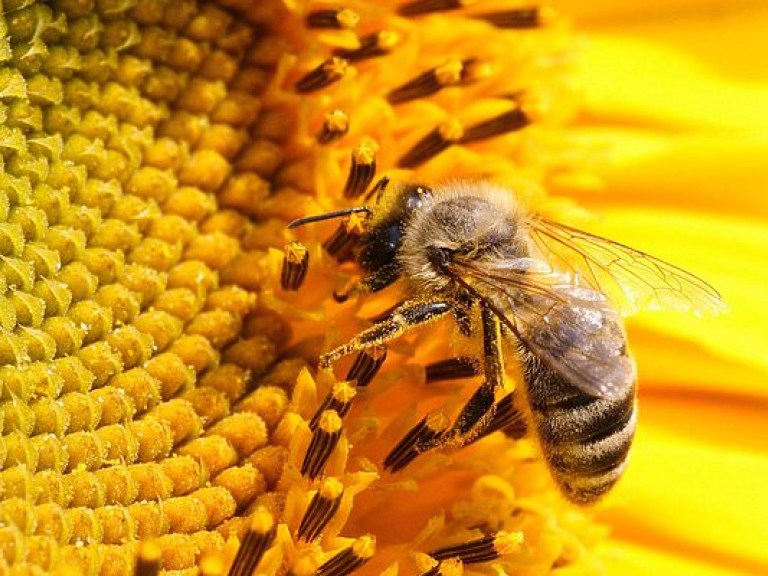 Ученые выяснили, что пчелы «ухают» от испуга