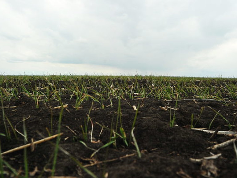 Открытие рынка земли в Украине затормозит развитие сельхозпроизводства &#8212; эксперт