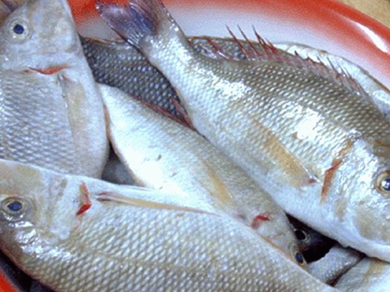 Украинский рыбный рынок «поработила» дорогая импортная продукция – эксперт