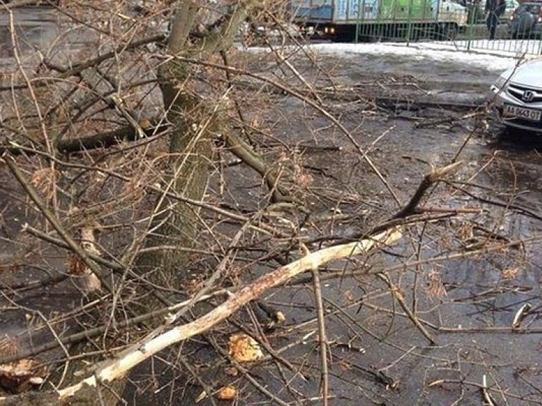 В Киеве дерево рухнуло на машину (ФОТО)